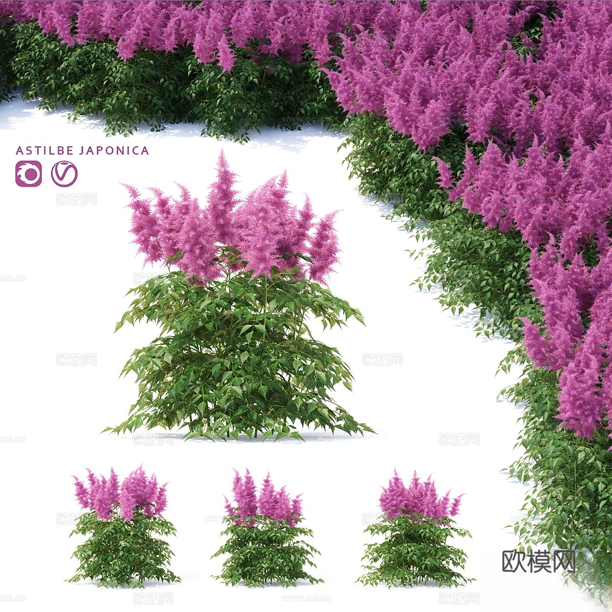 Astilba 日本 Astilbe japonica3d模型下载