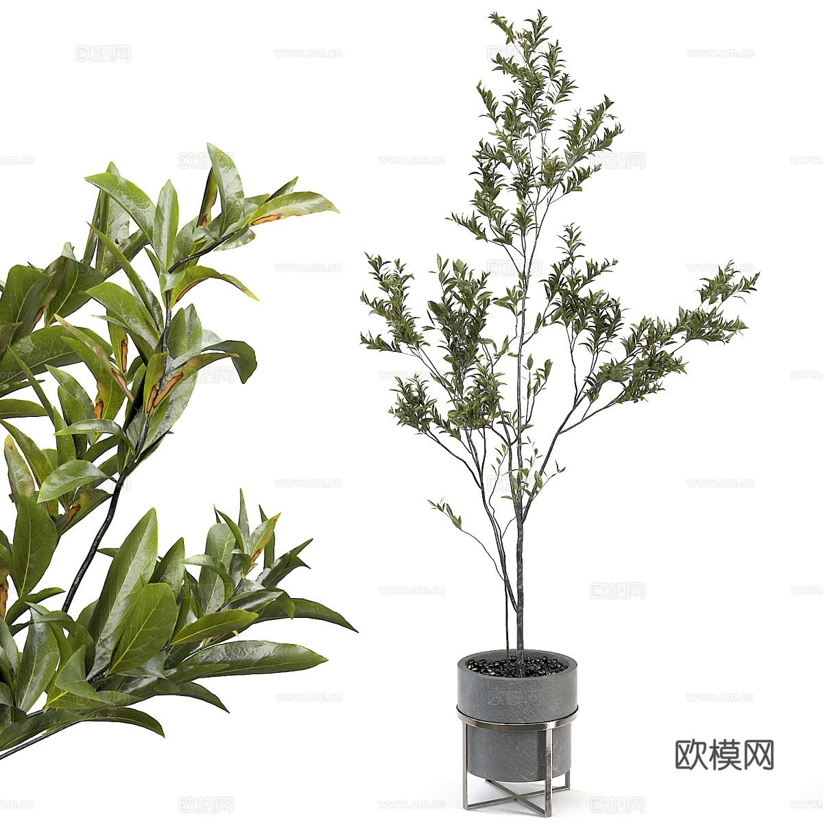 室内植物3d模型