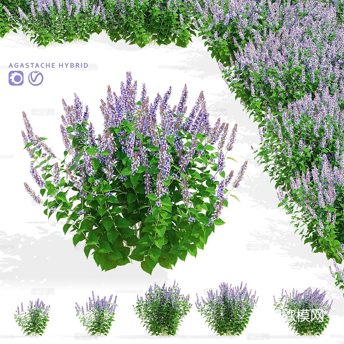 多边形混合花卉 Agastache hybrid3d模型