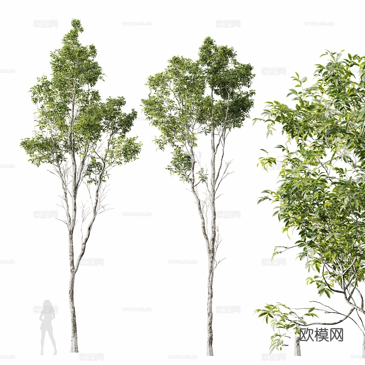 HQ 植物 Castanea Sativa3d模型