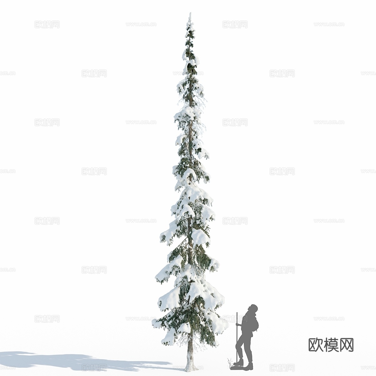 冬季针叶林云杉_11米（云杉）3d模型
