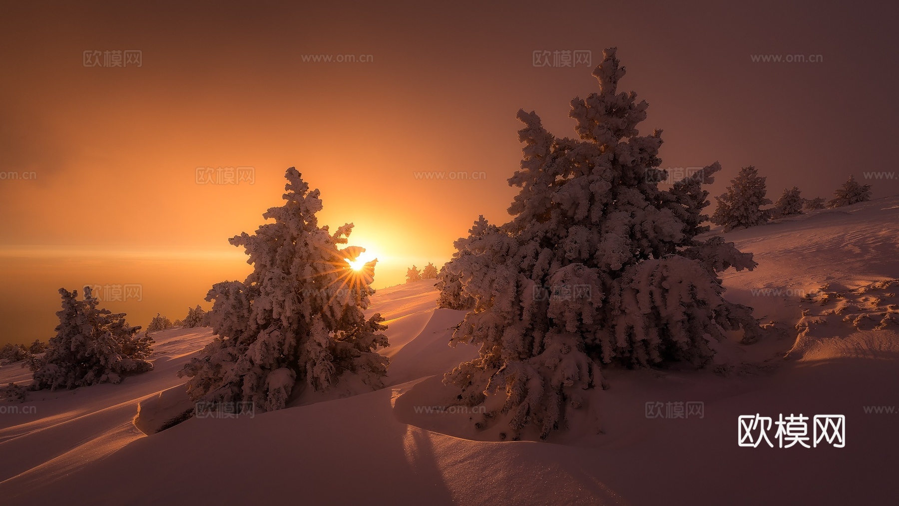 冬天雪云杉太阳风景