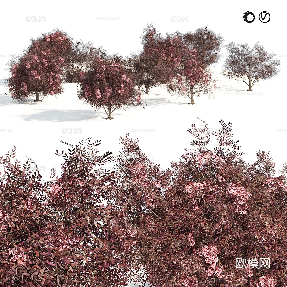 Sambucus nigra 黑接骨木树3d模型下载