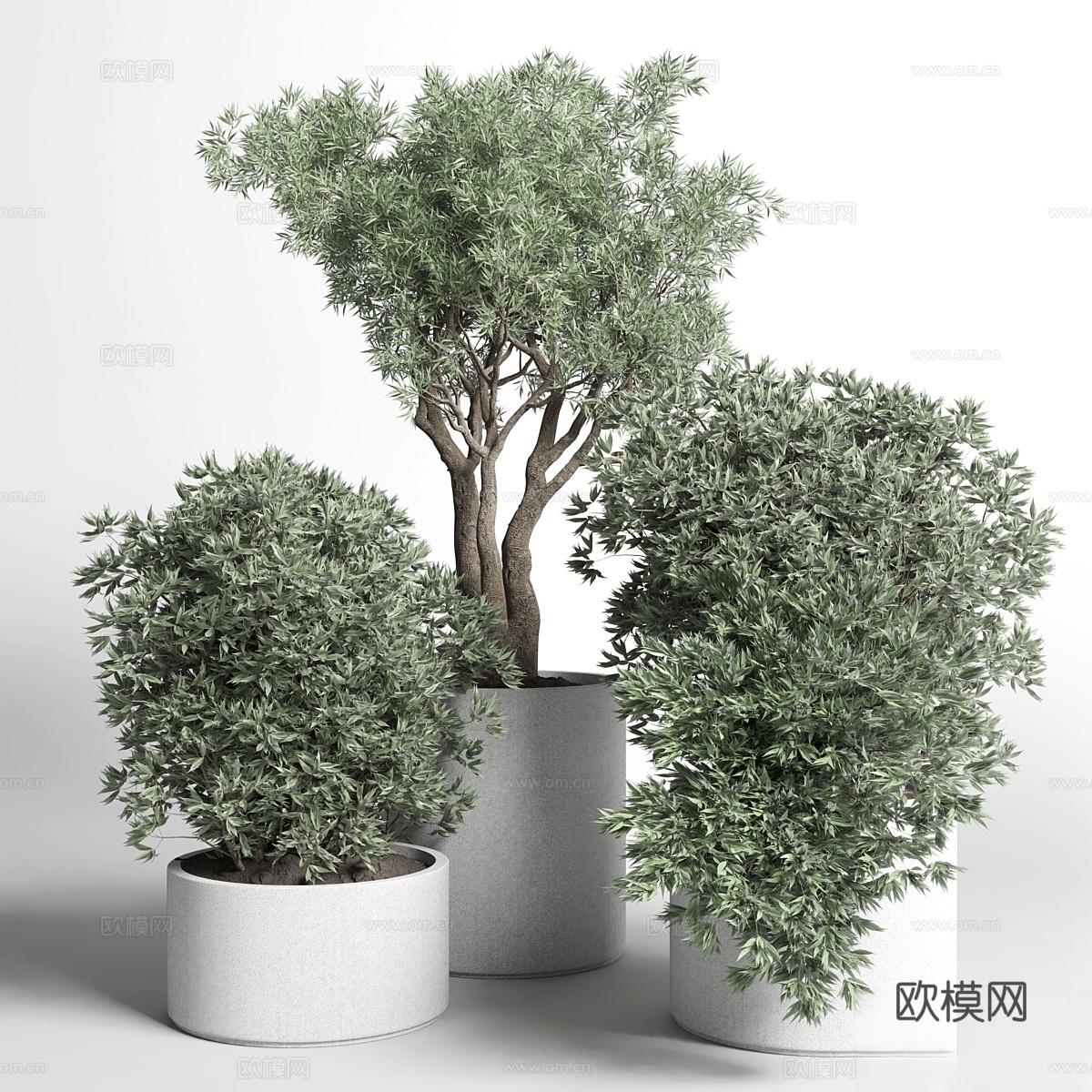 户外植物收藏 37 盆植物与树木3d模型
