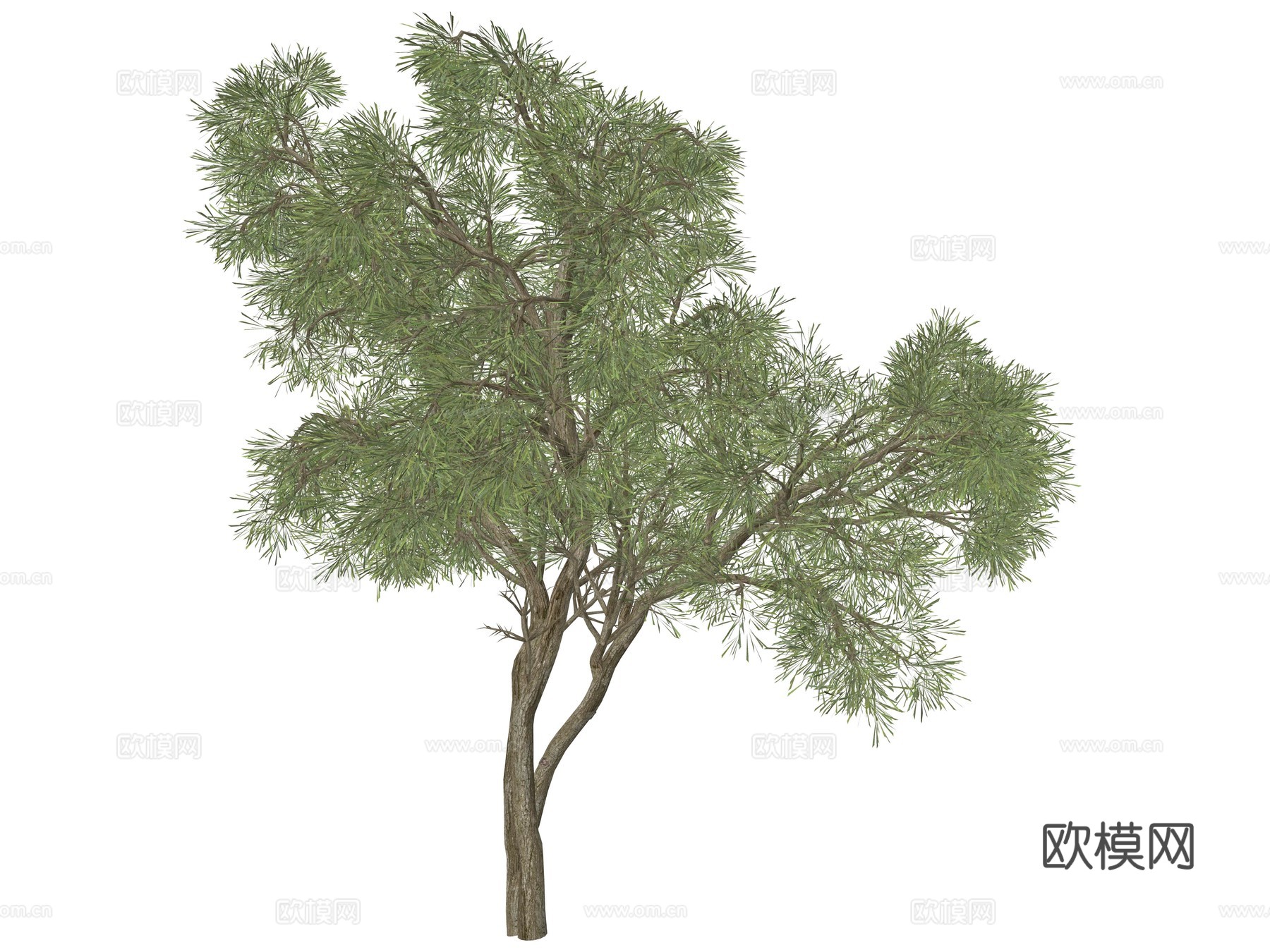 现代公园景观树su模型
