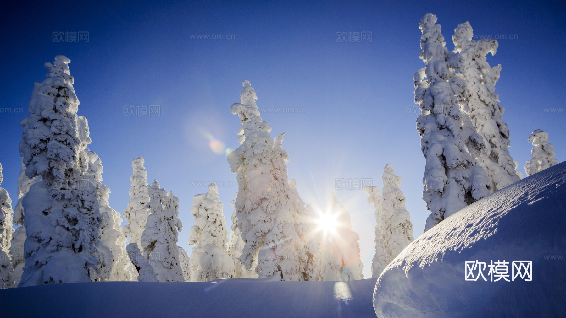 冬天雪森林阳光风景