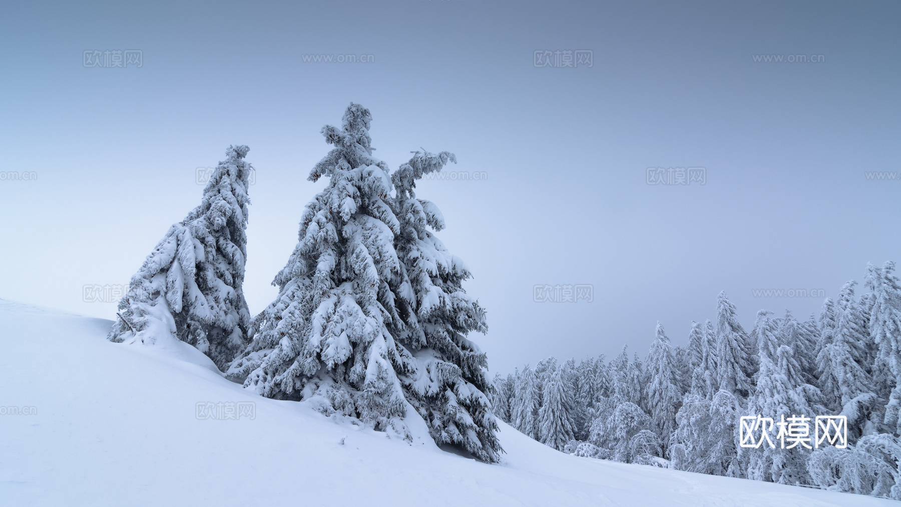 冬天树雪自然风景