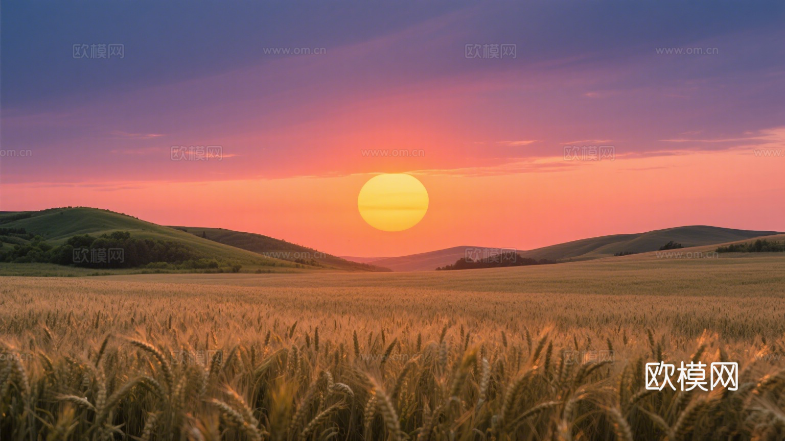 黄昏 夕阳 稻田