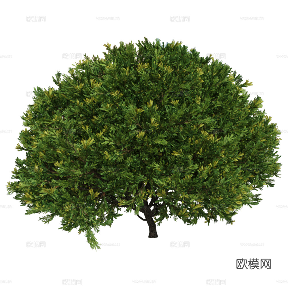 Serralunga 植物3d模型下载