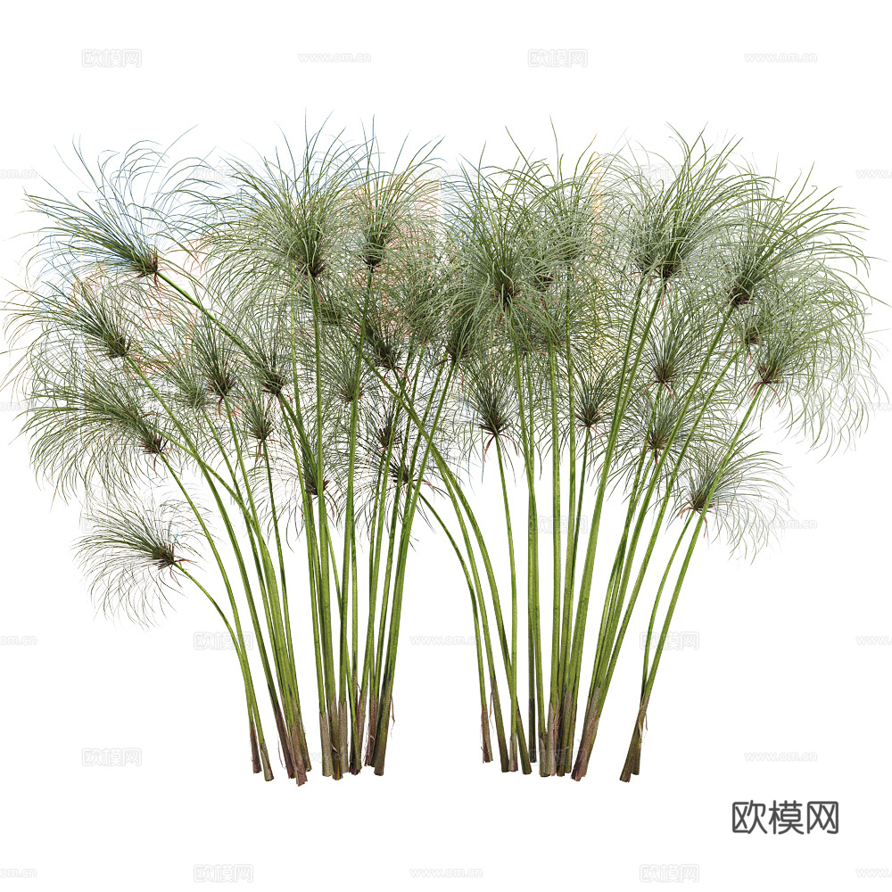 Serralunga 植物3d模型下载