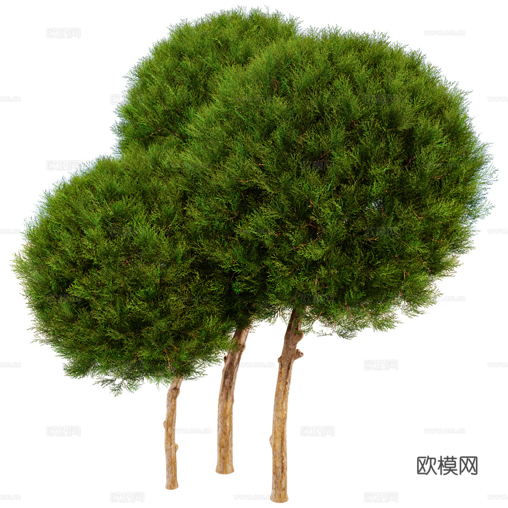 Serralunga 植物3d模型下载