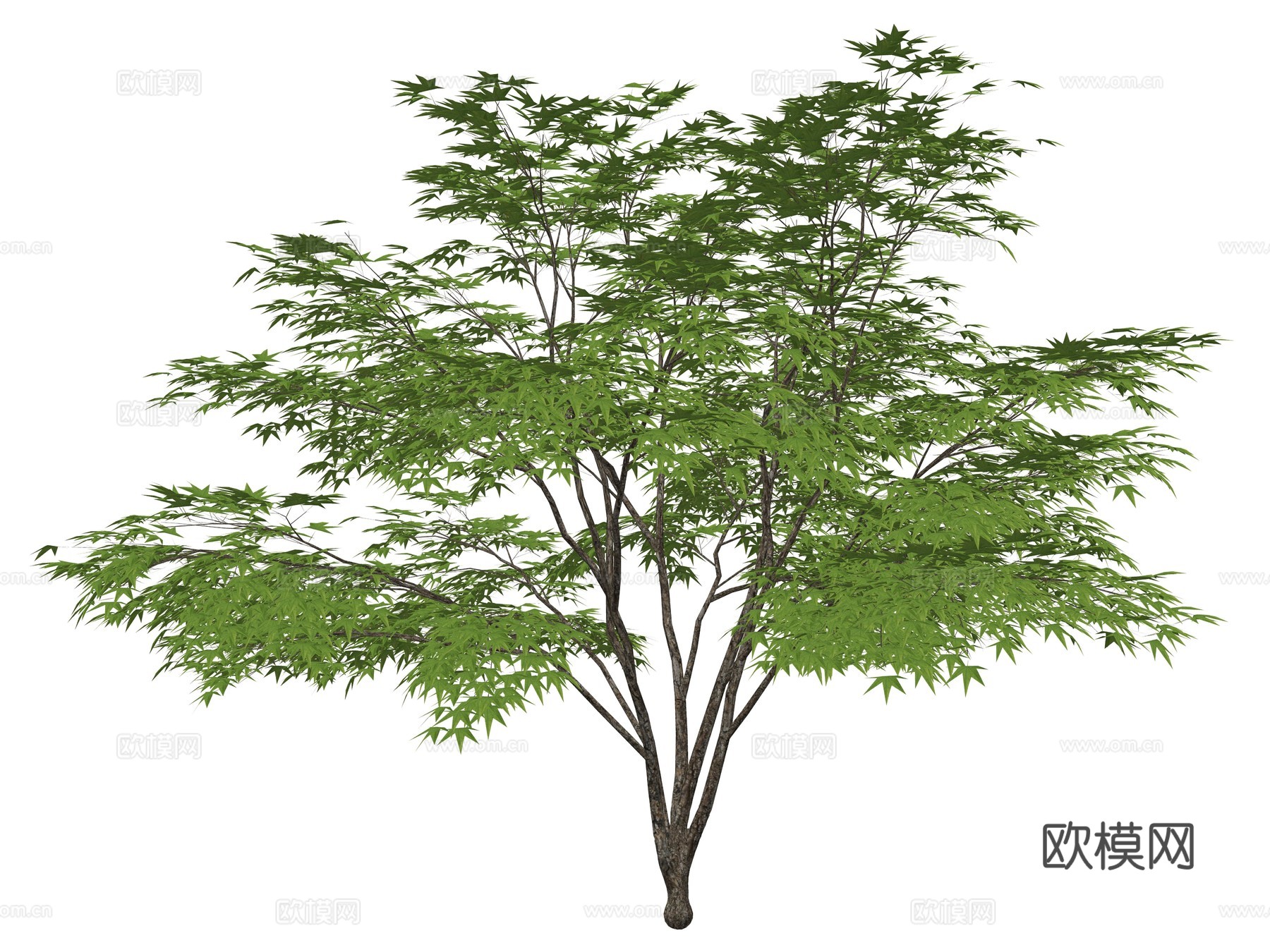 现代公园景观树su模型