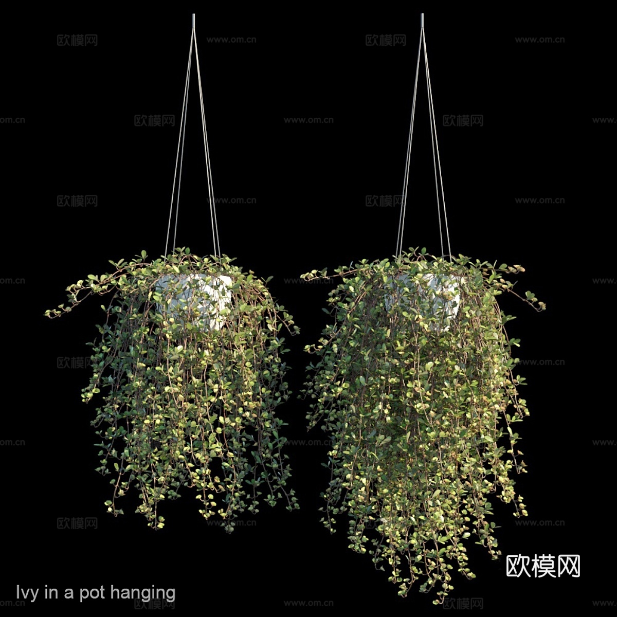 盆栽常春藤悬挂3d模型