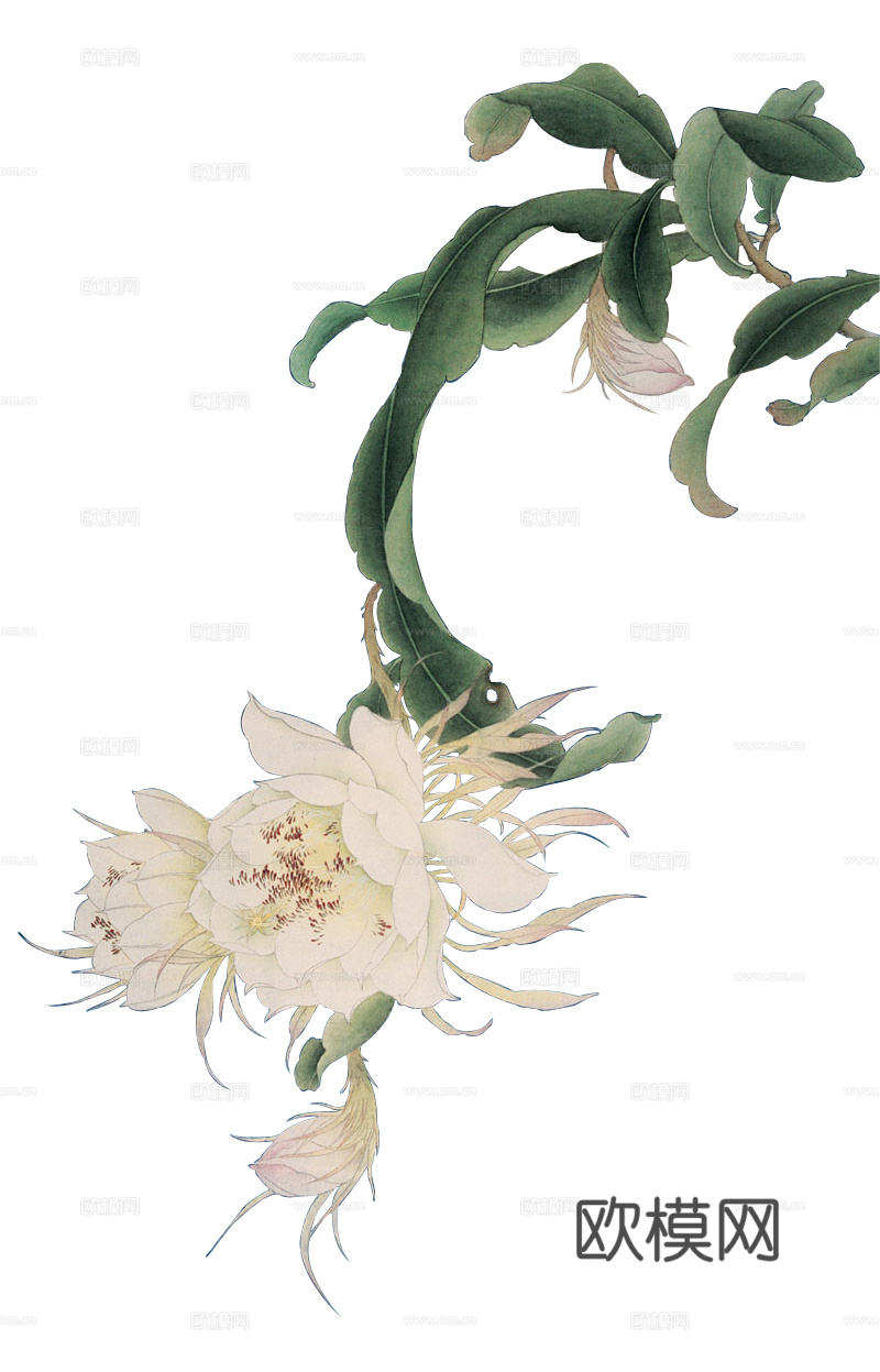 植物装饰画