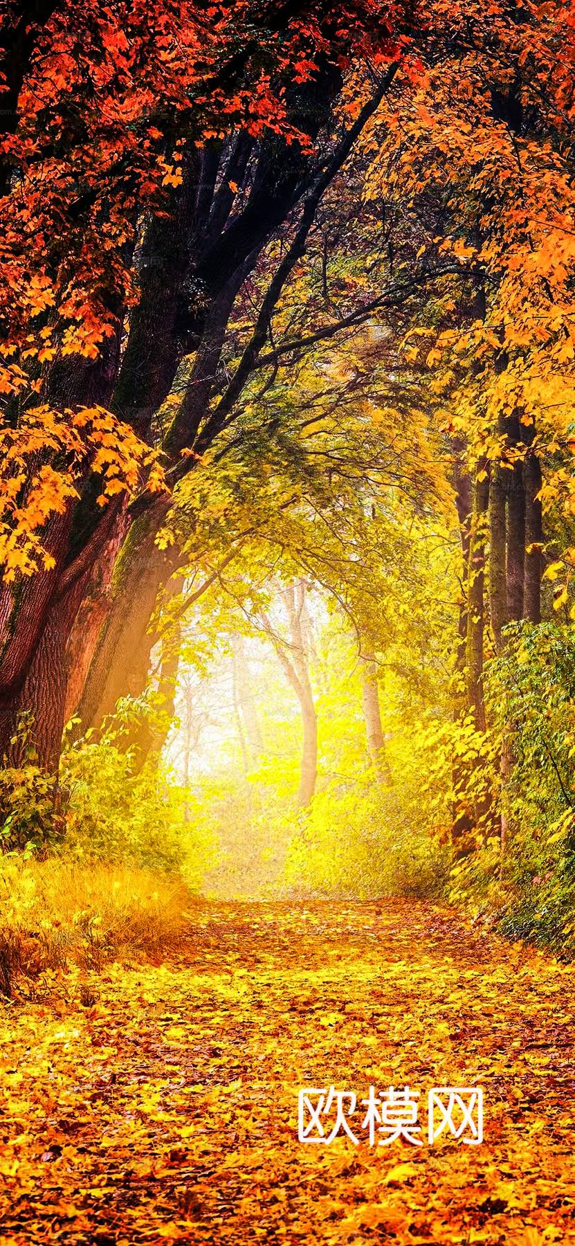 野外风景