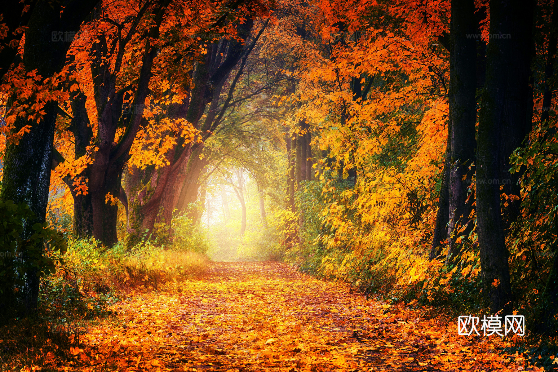 户外森林外景下载