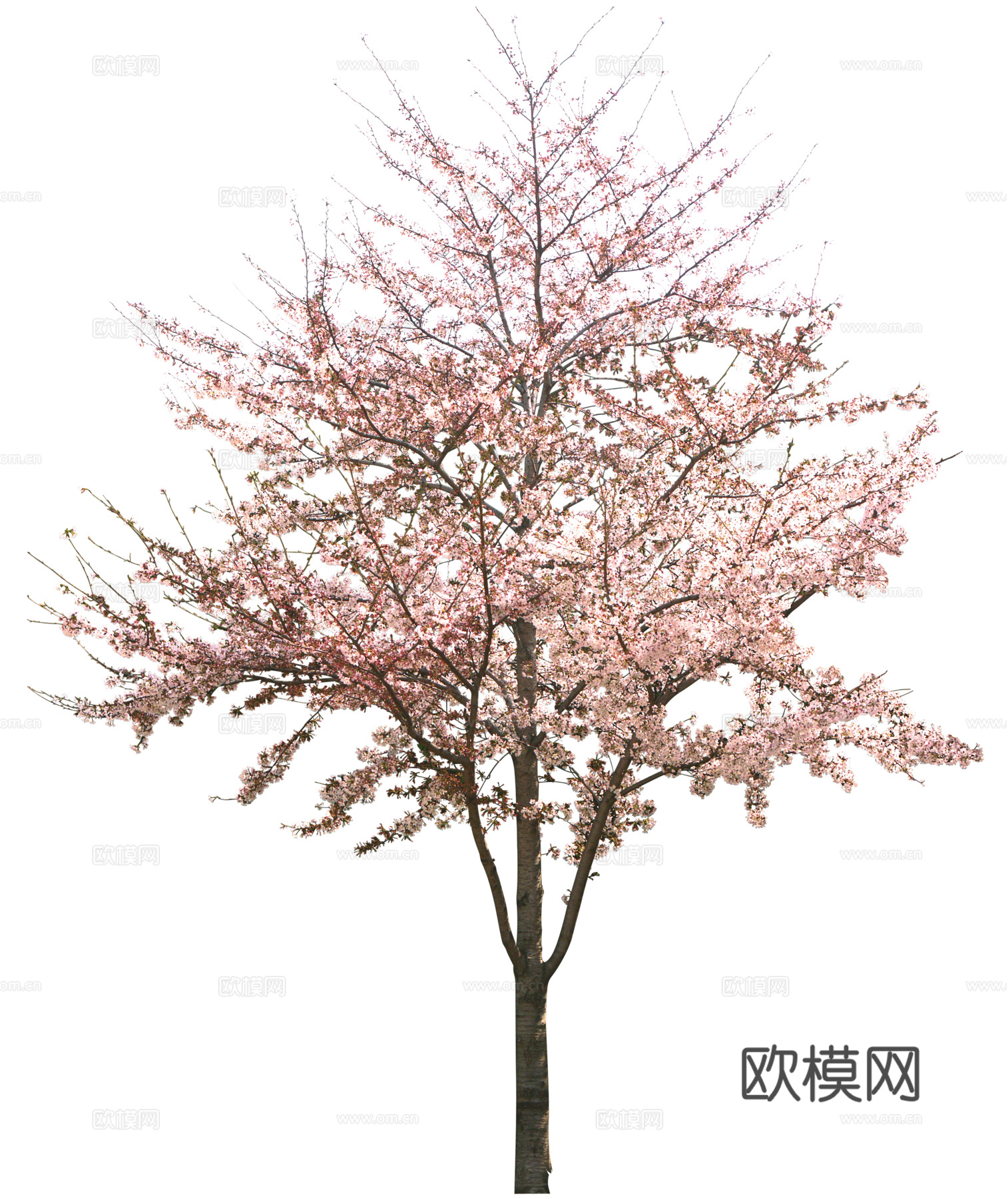 树 粉色树木 樱花树 桃花树