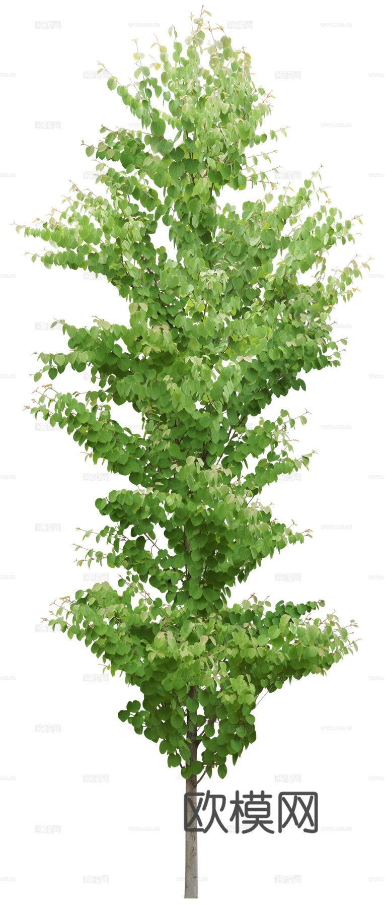 树 树木 手绘树木