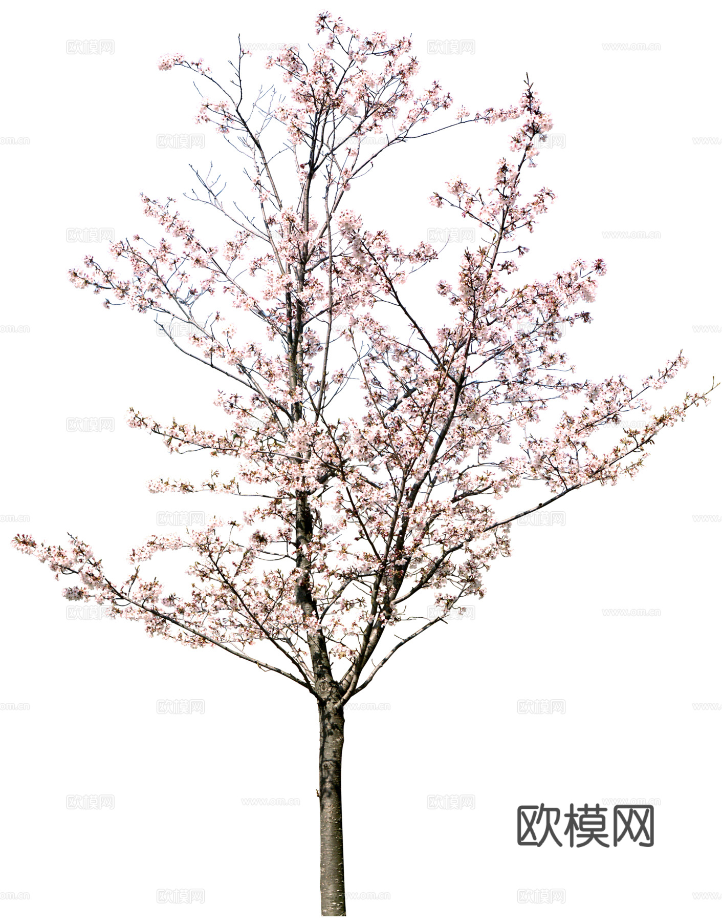 树 粉色树木 樱花树 桃花树