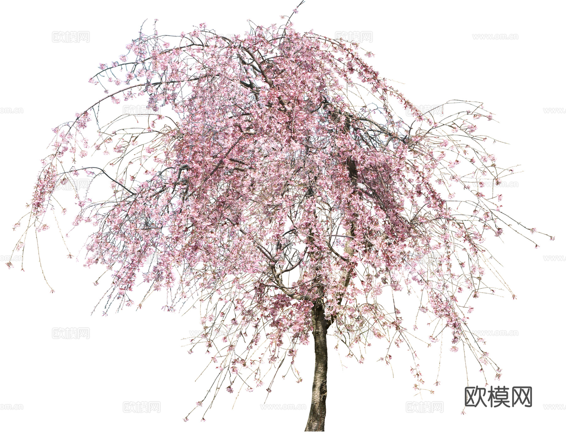 树 粉色树木 樱花树 桃花树 梨花树