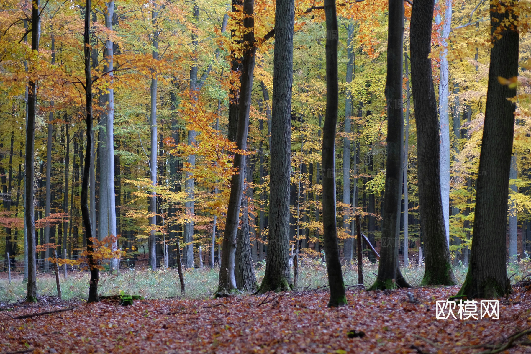 户外森林外景下载