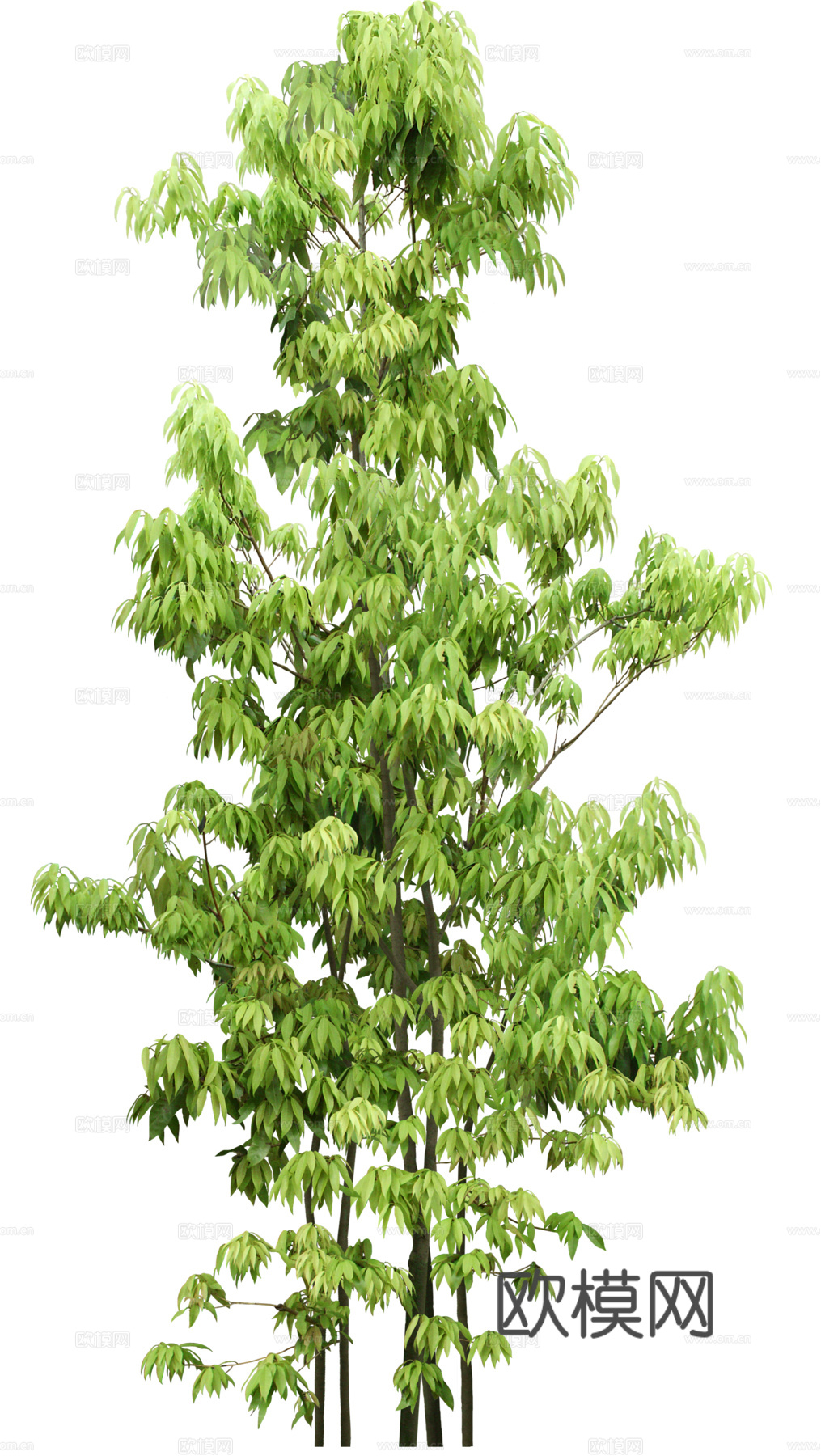 树 树木