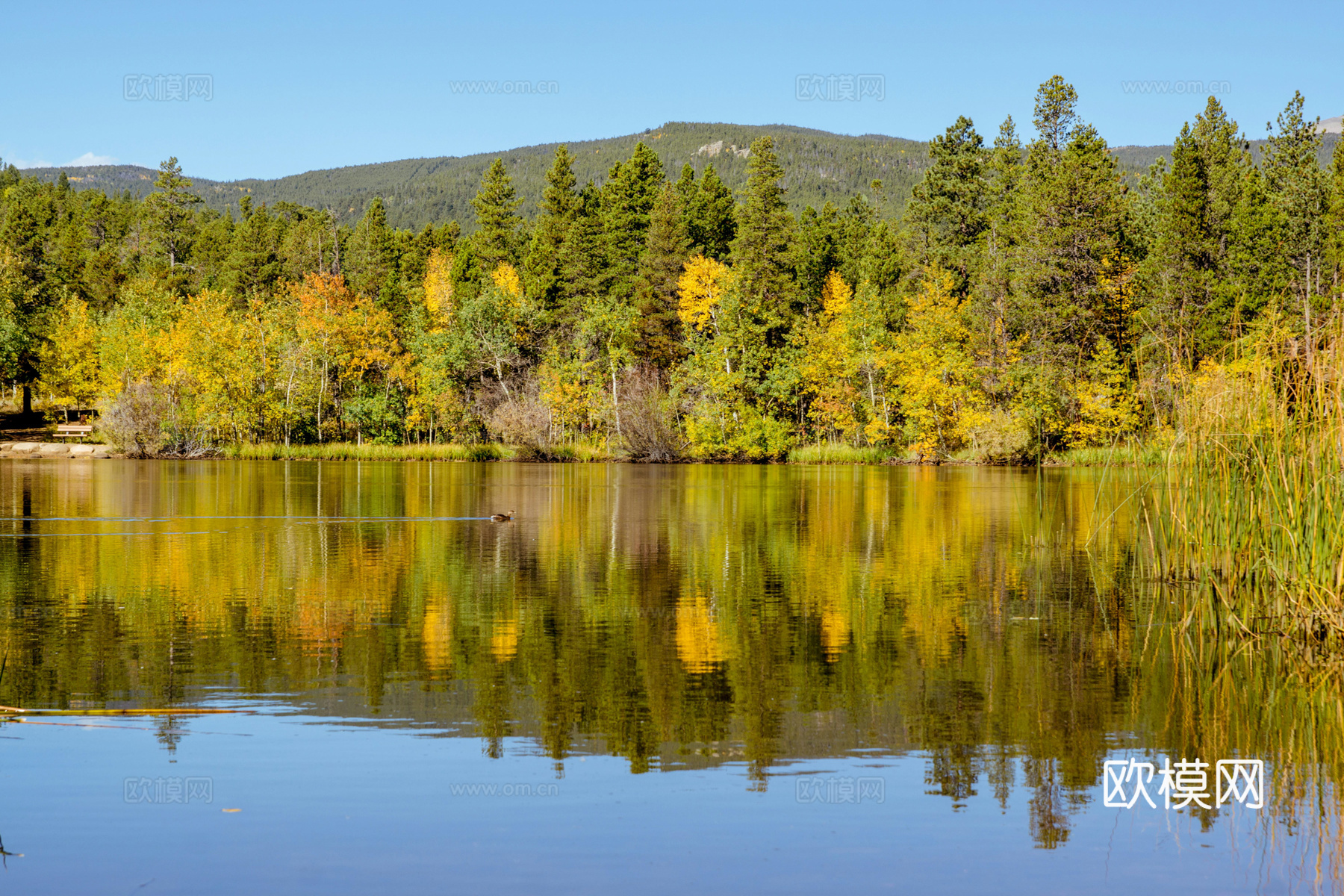 户外森林外景下载