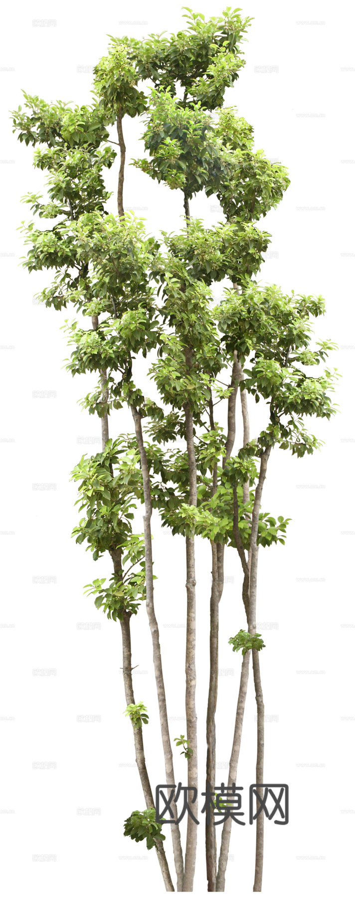 树 树木