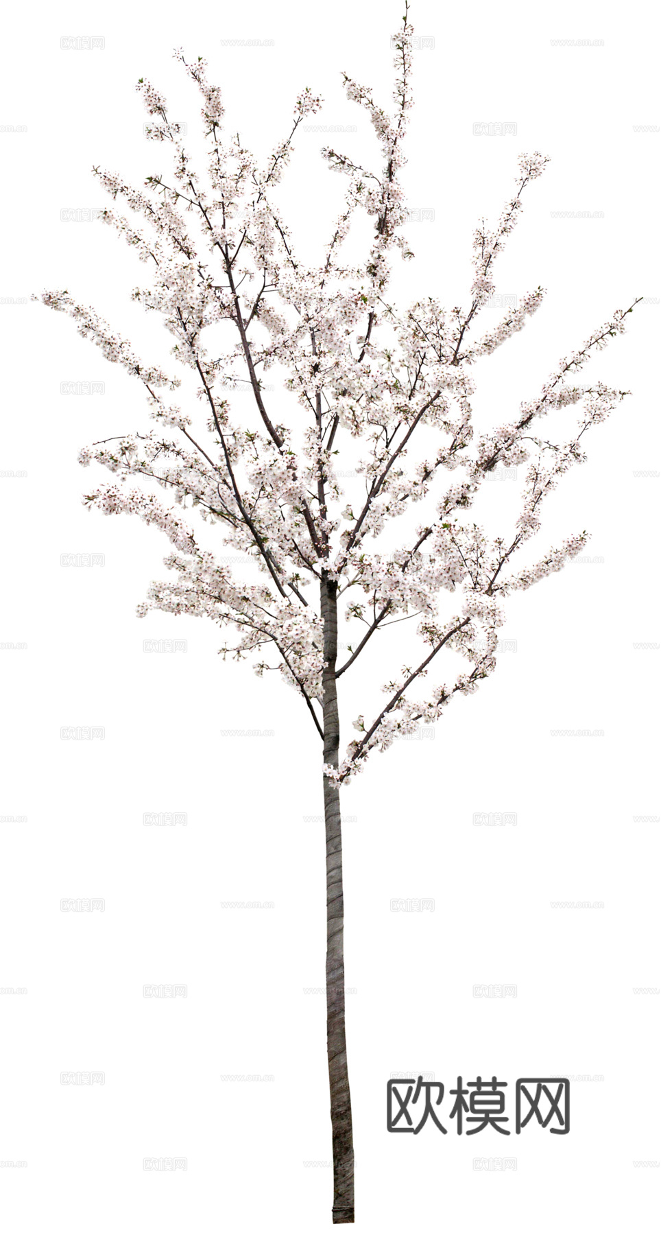 树 粉色树木 樱花树 桃花树 梨花树