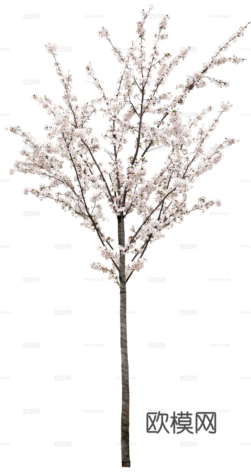 树 粉色树木 樱花树 桃花树 梨花树