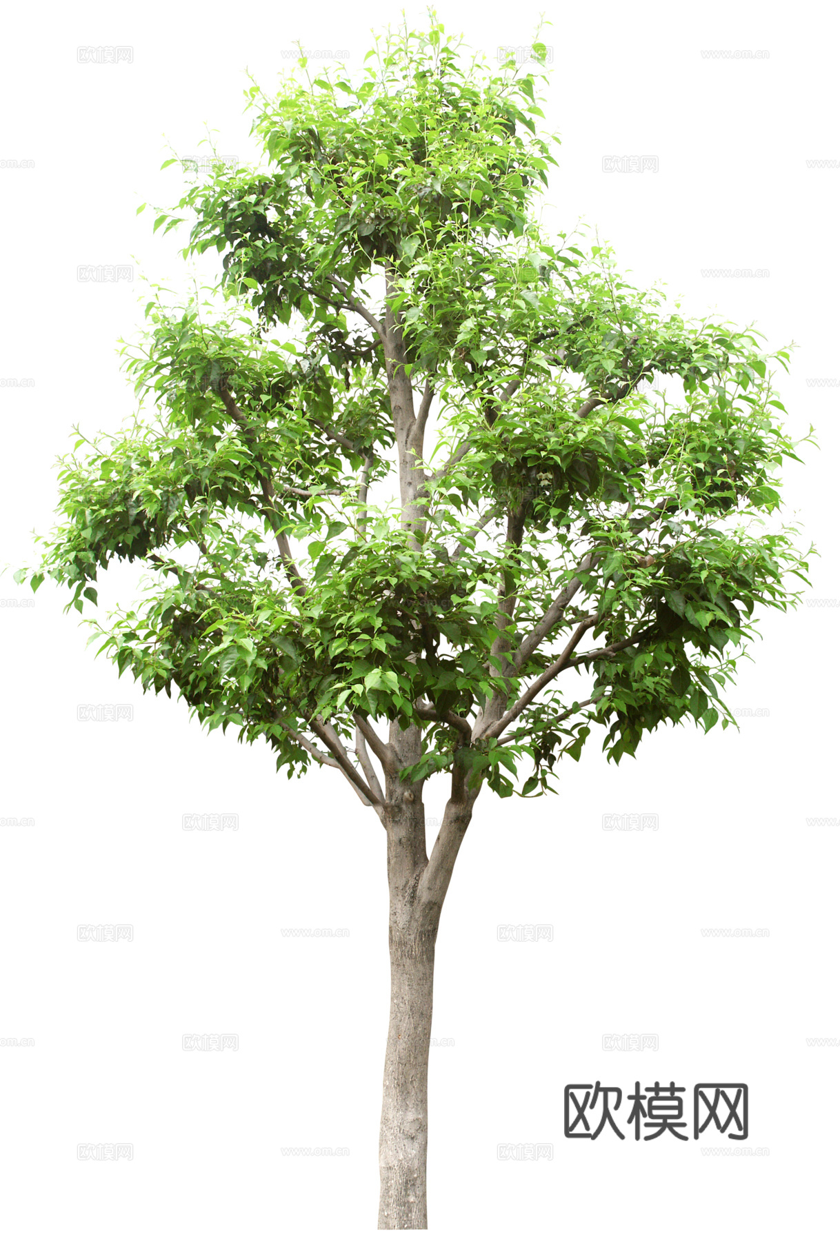 树 树木