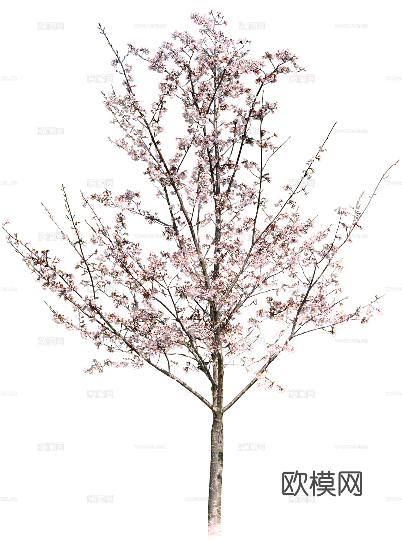 树 粉色树木 樱花树 桃花树