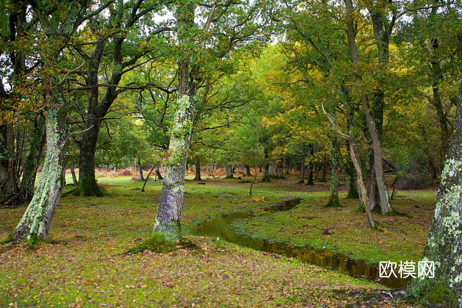 户外森林外景下载