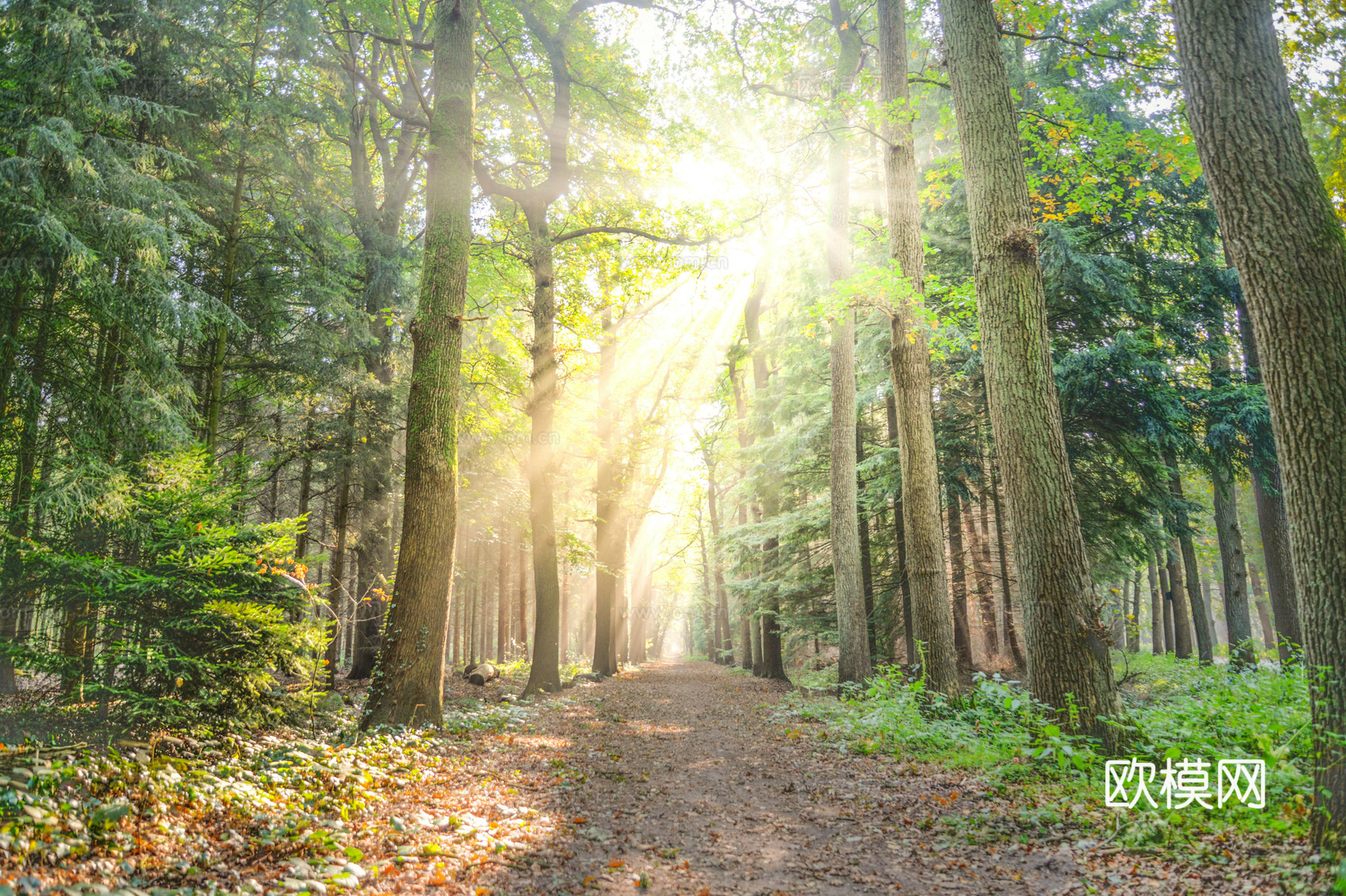 户外森林外景下载