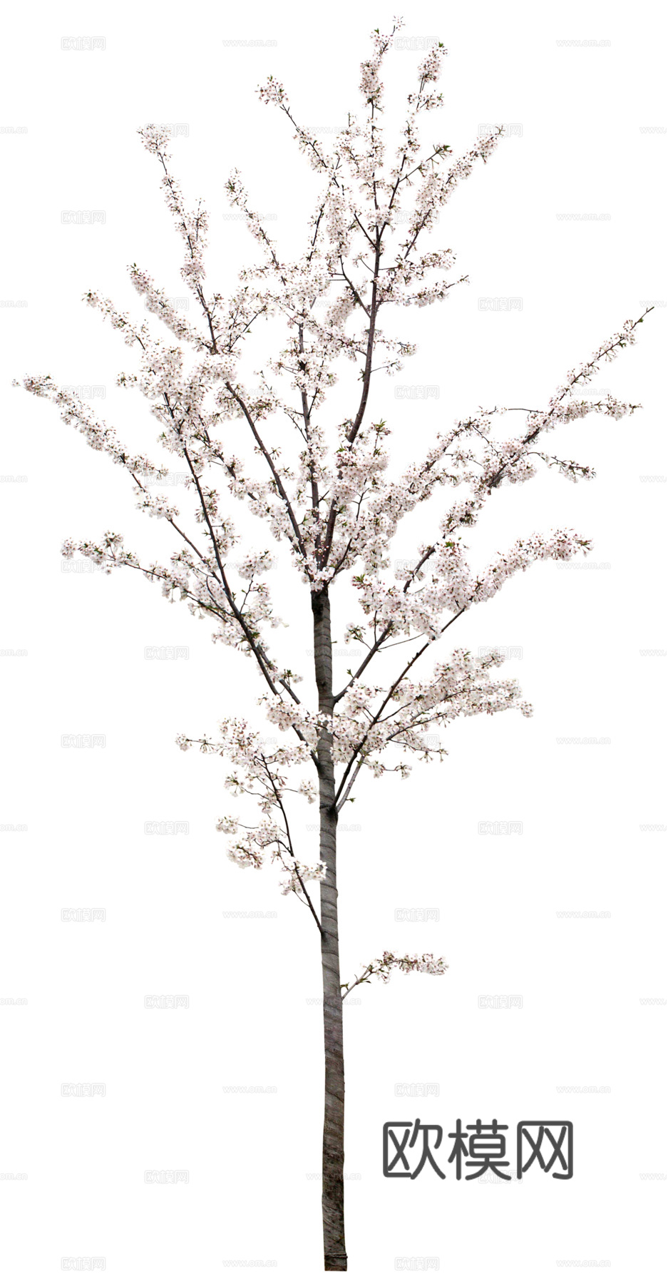 树 粉色树木 樱花树 桃花树 梨花树