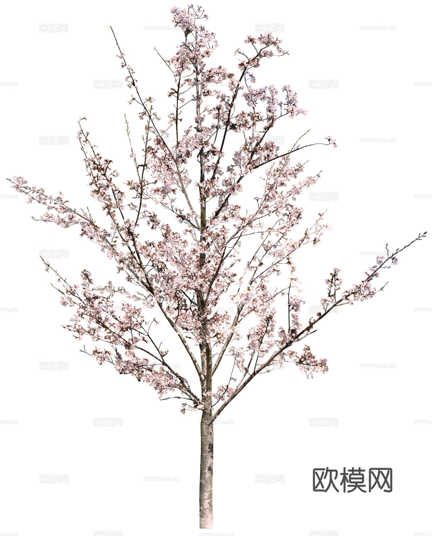树 粉色树木 樱花树 桃花树