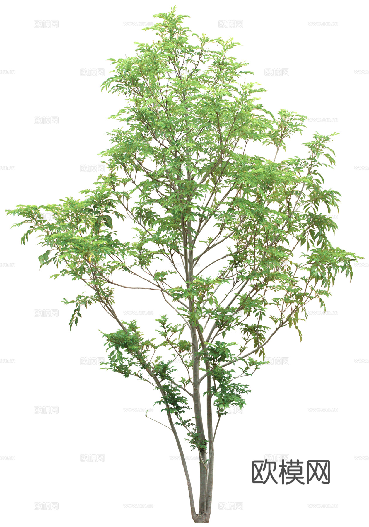 树 树木