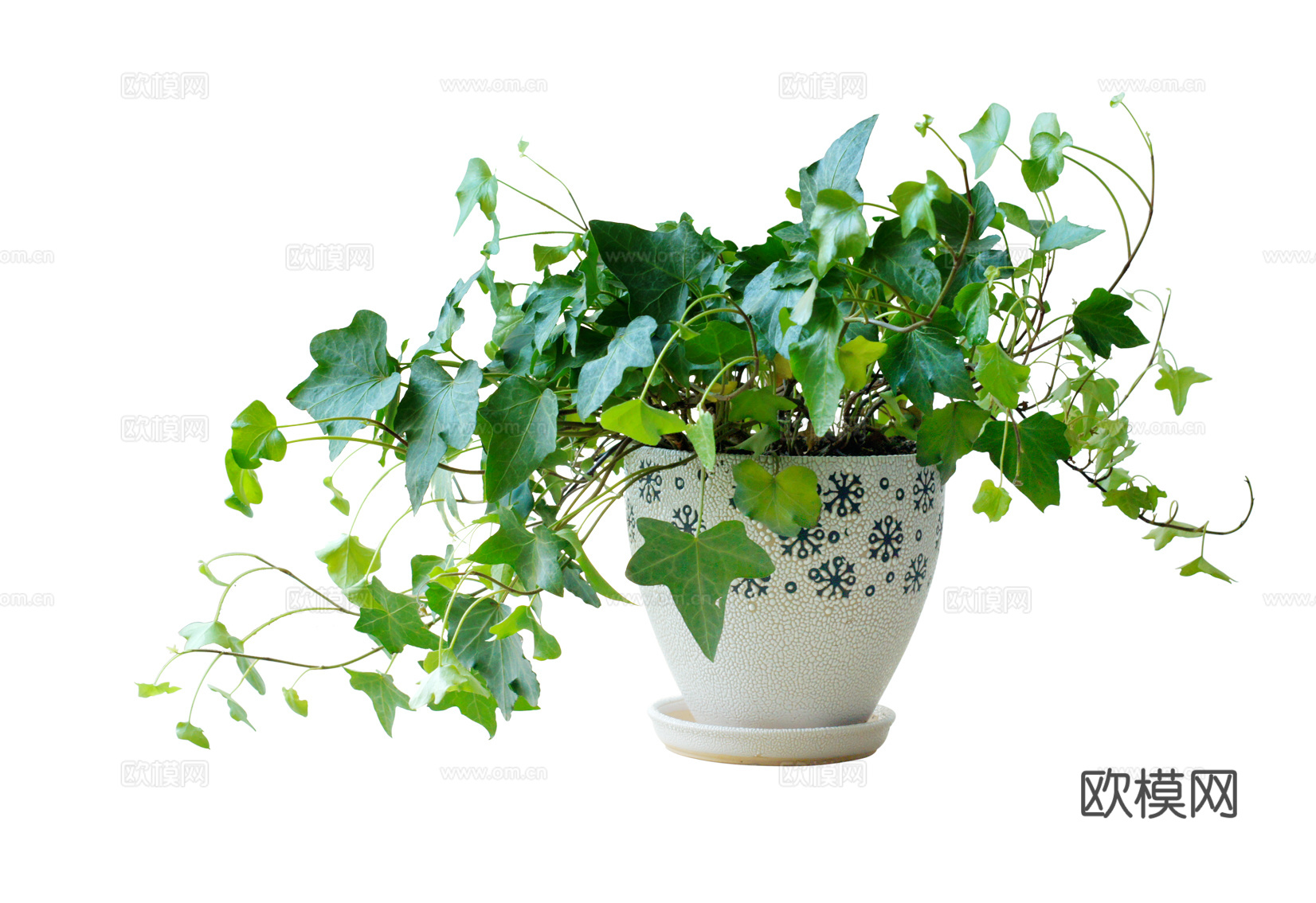 绿植盆栽
