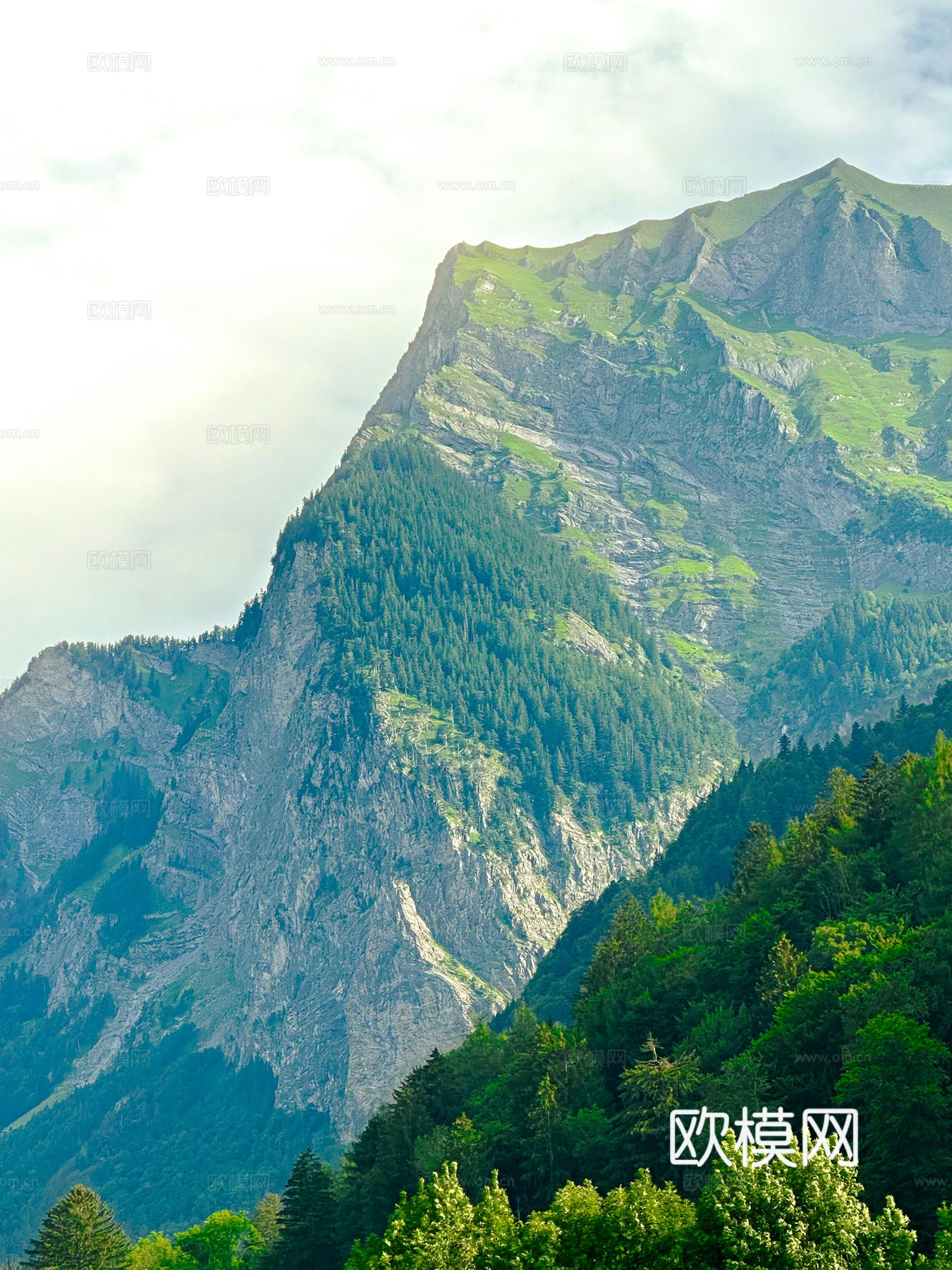 森林外景