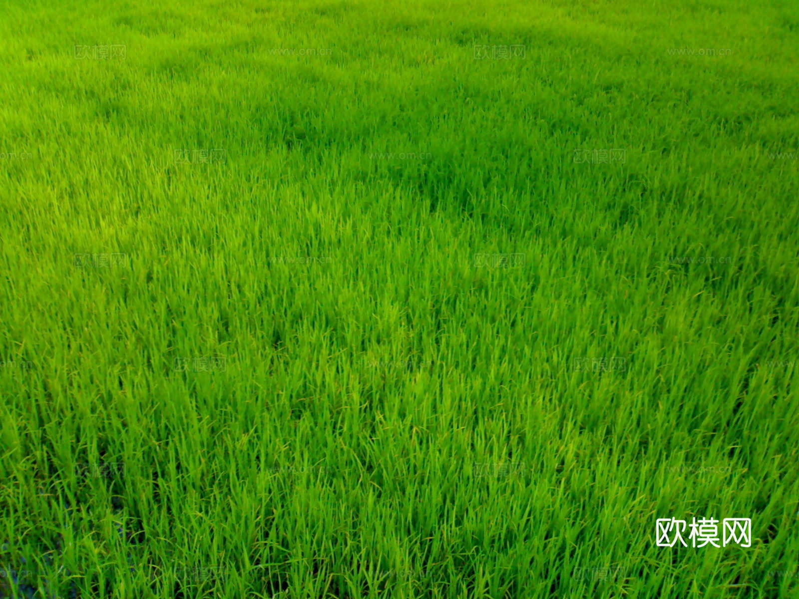 自然纹理 地面 草皮 草坪 草地