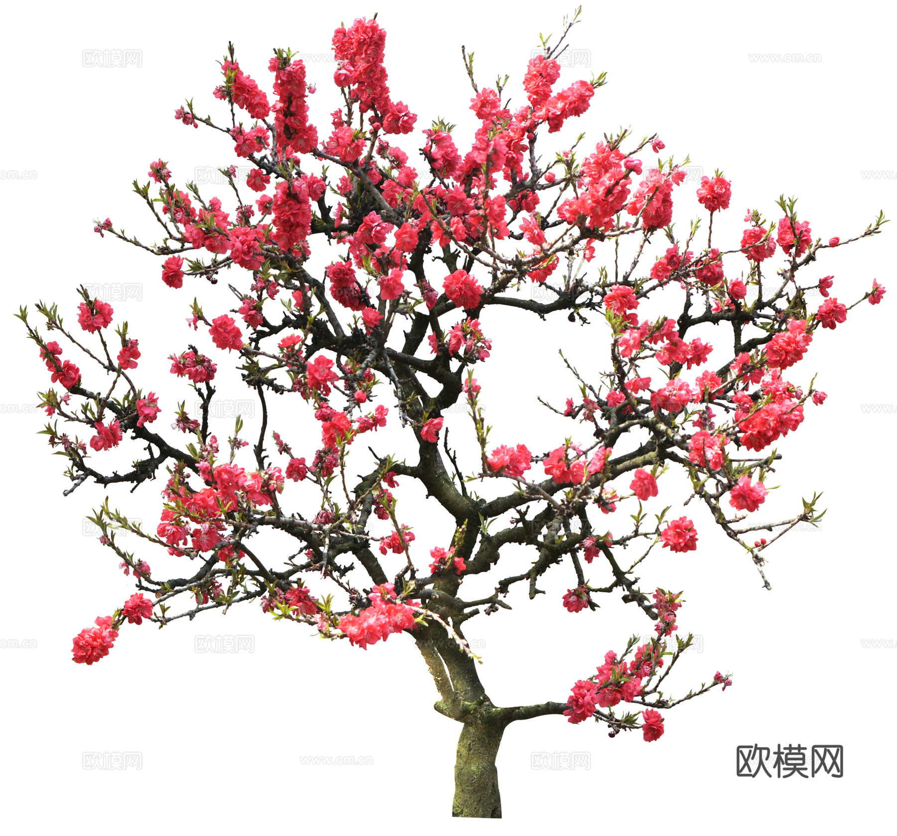树木 桃花树