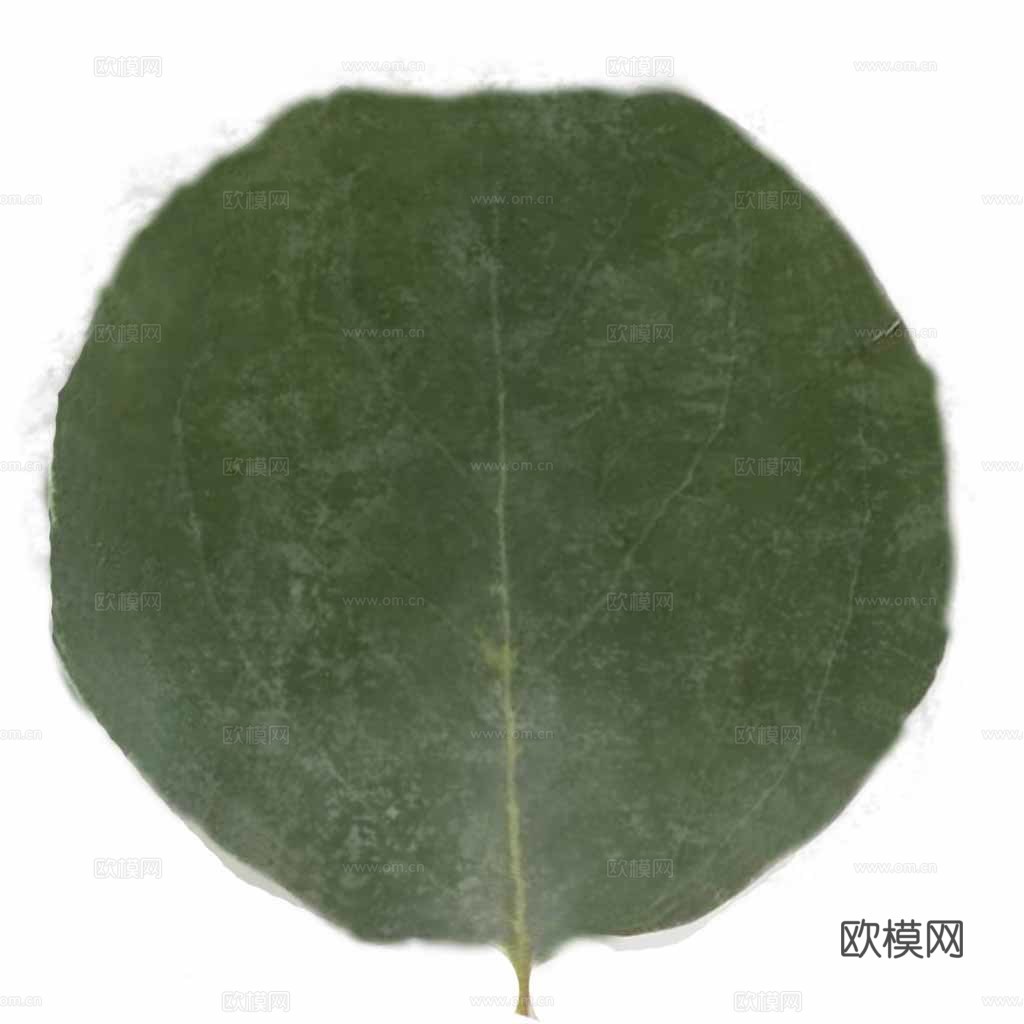 树叶 阔叶 圆树叶