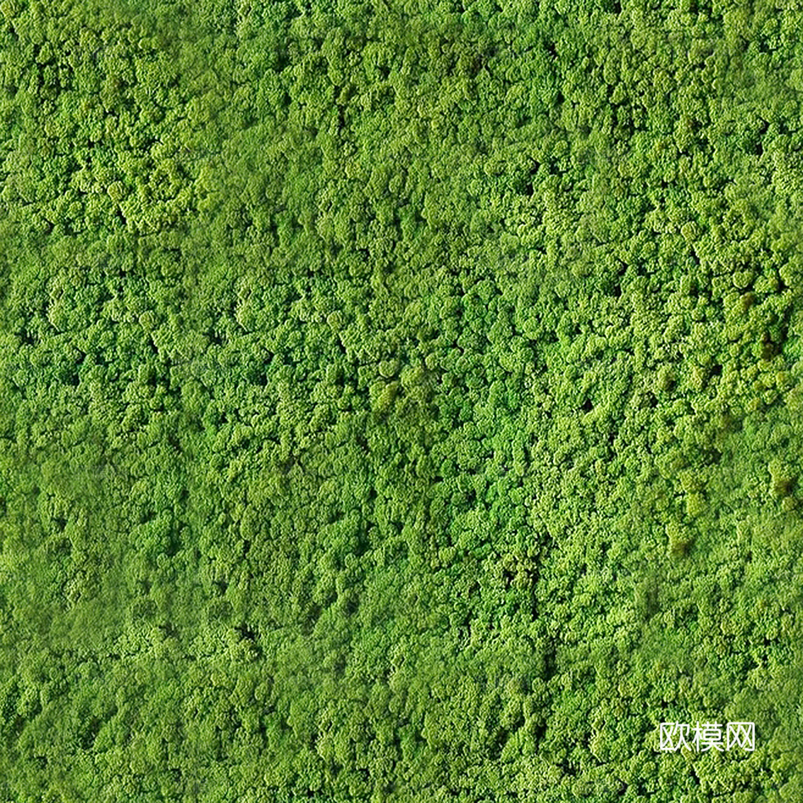 高清_植物_绿植墙_苔藓贴图