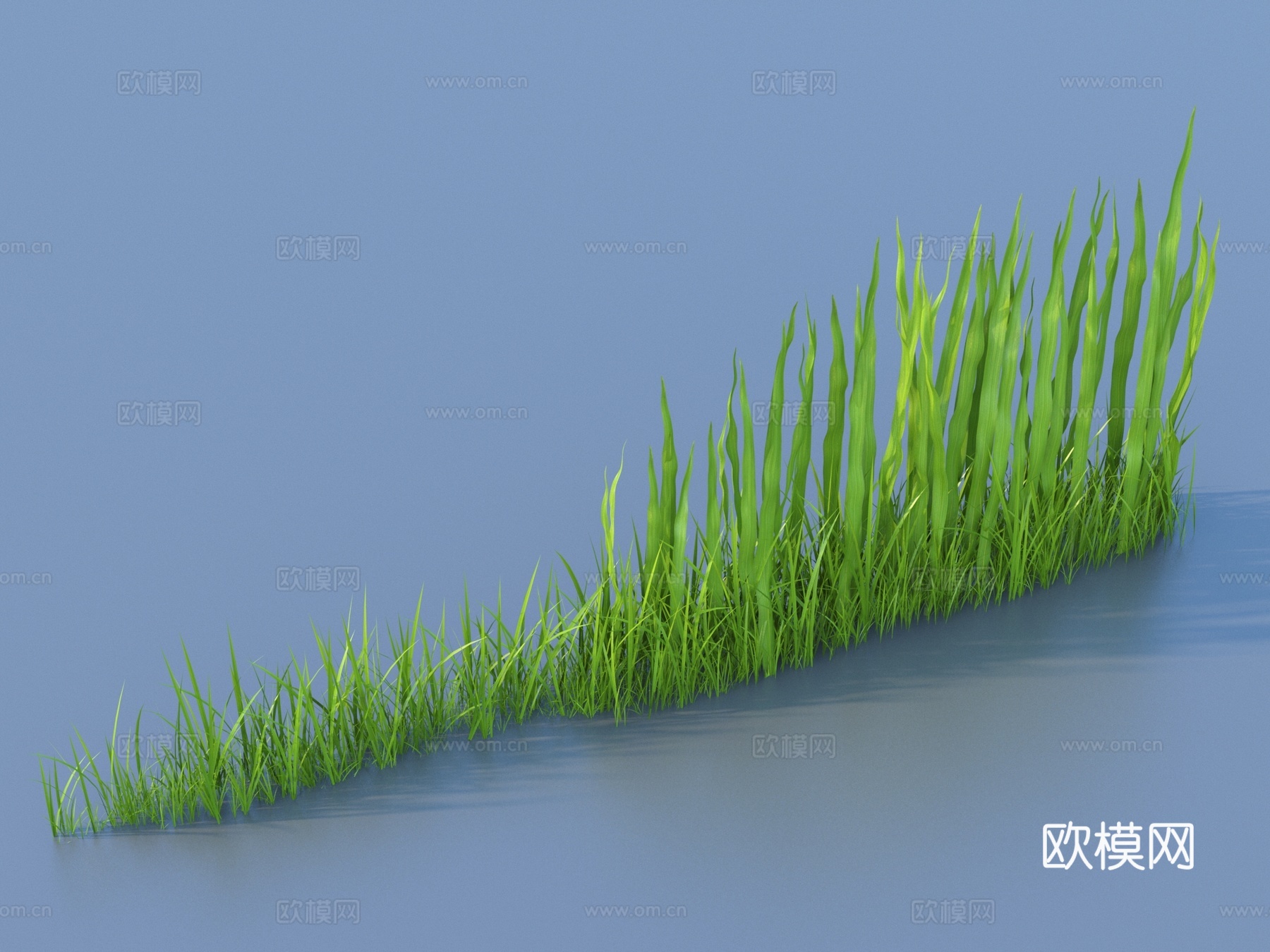 水草 水底植物 海藻 植物 草3d模型下载