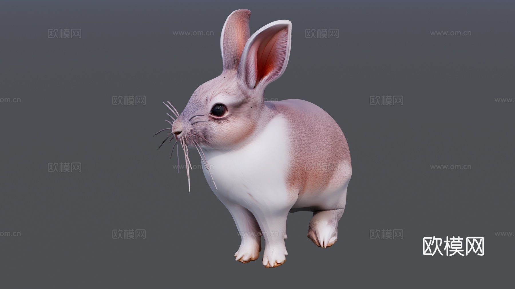 灰色的可爱的小兔子su模型