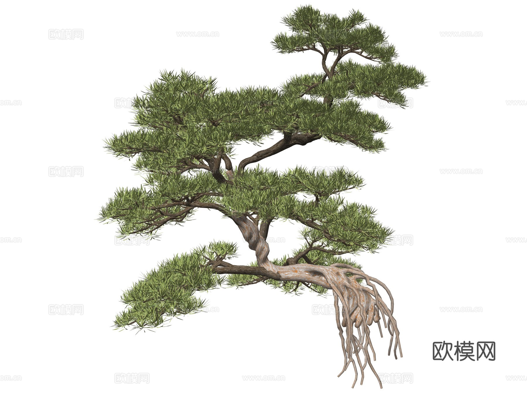 新中式造型松植物su模型