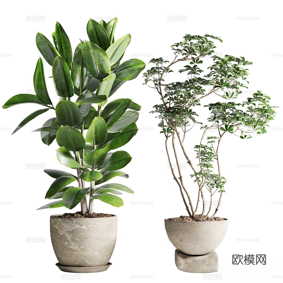 盆栽雪佛莱拉与榕树3d模型下载