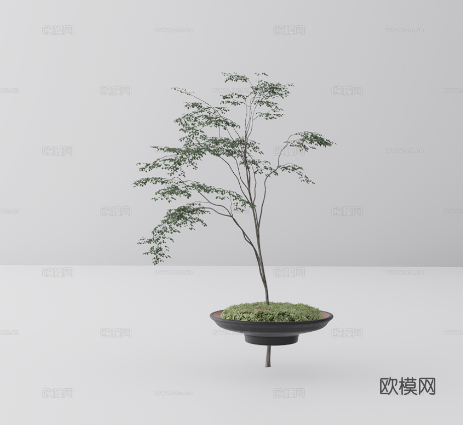 盆栽su模型