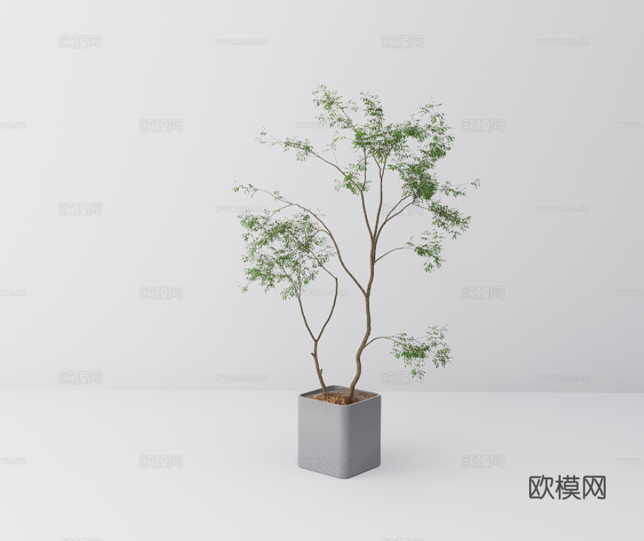 植物盆栽su模型