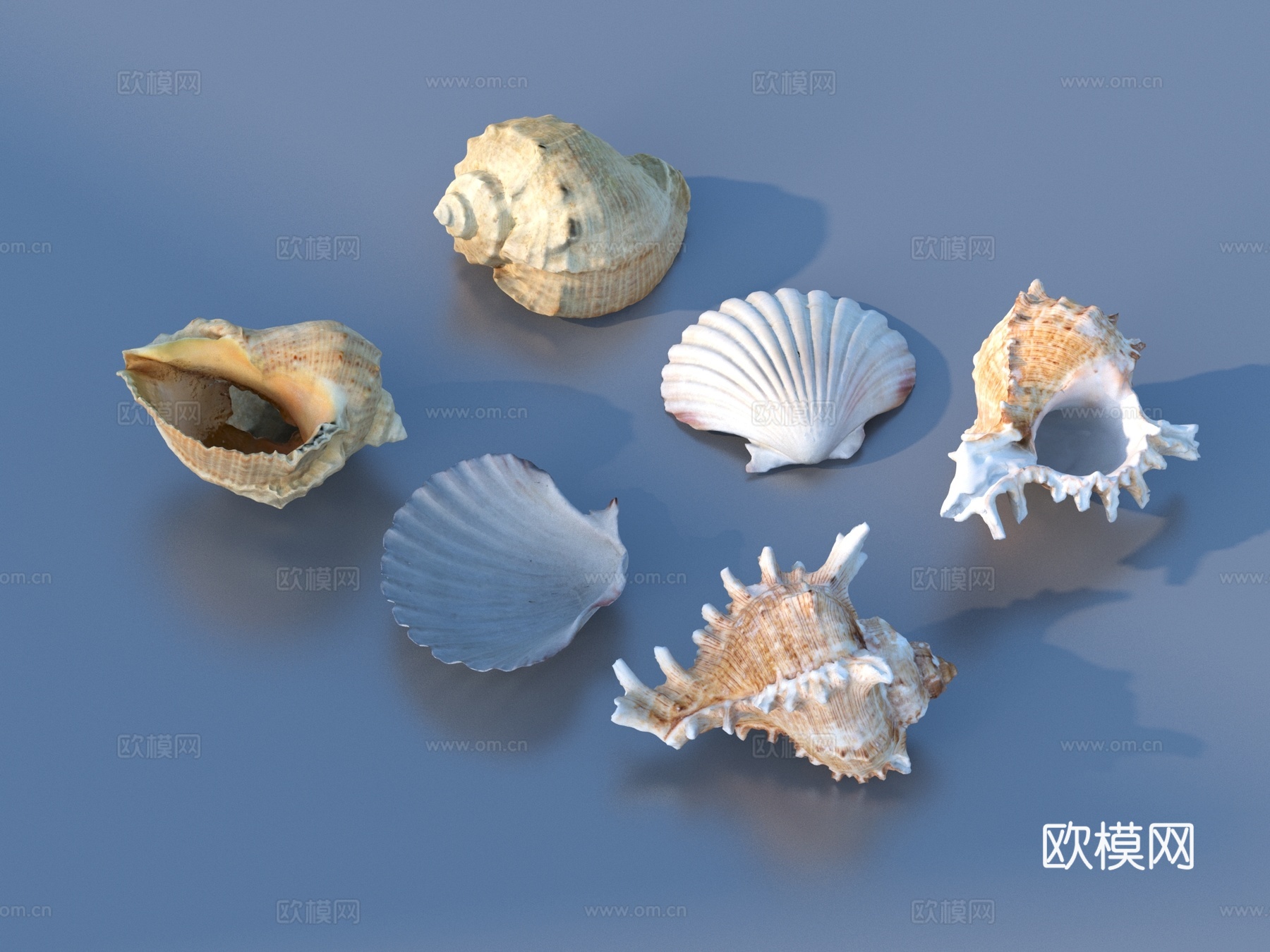 贝壳 海鲜 海螺 摆设 摆件3d模型下载